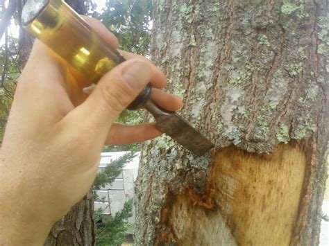 How To Repair A Damaged Tree Trunk
