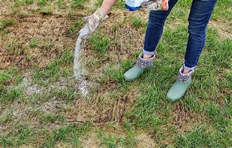 How To Repair Burnt Grass