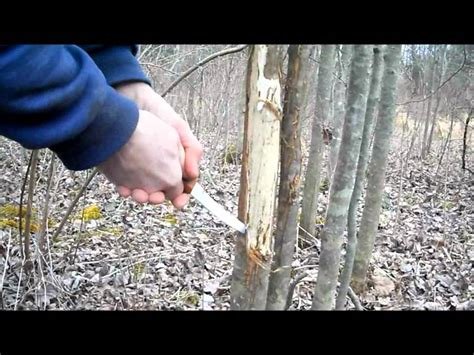 How To Repair Tree Bark Damage From Deer