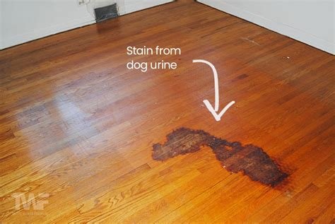 How To Repair Wood Floor Damaged By Dog Urine